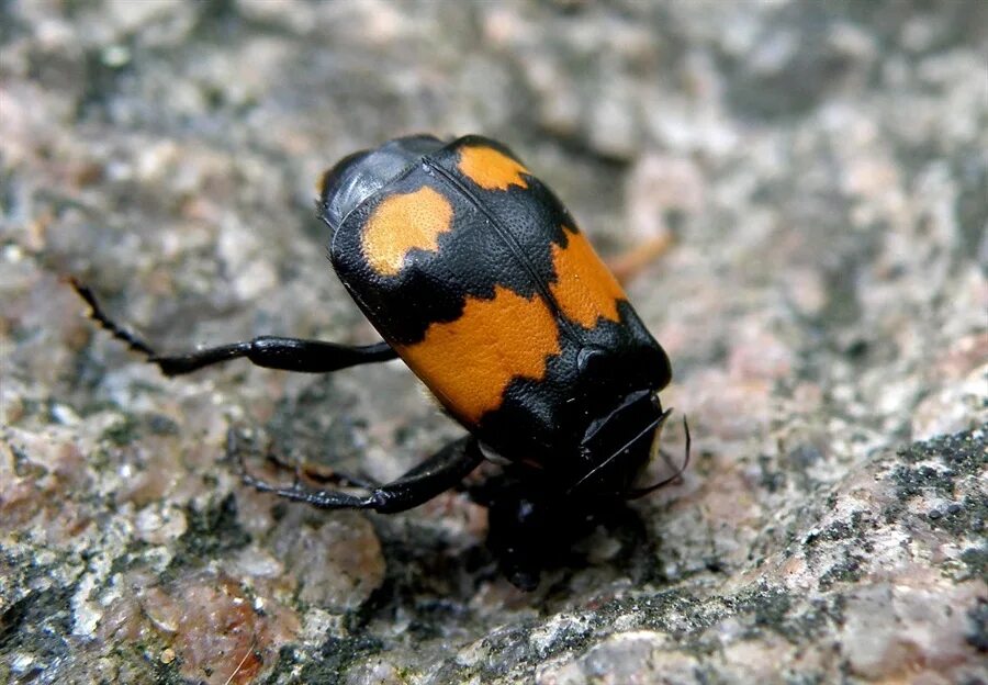 Жук мертвоед Nicrophorus. Жук могильщик чернобулавый. Жук черноусый могильщик. Личинка жука мертвоеда.