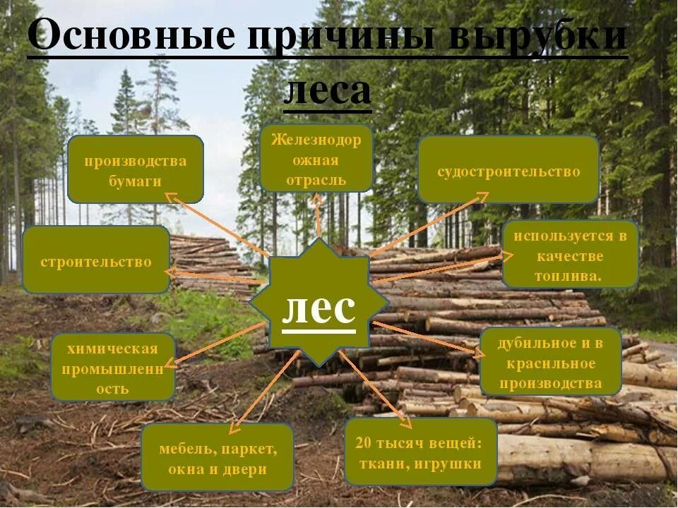 Соответствие лес. Причины вырубки лесов. вырубка лесов причины. массовое сведение лесов причины. последствия вырубков лесов.