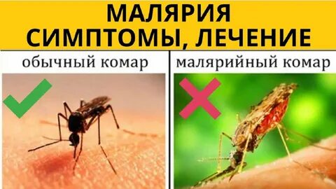 Малярийный комар и обычный отличия