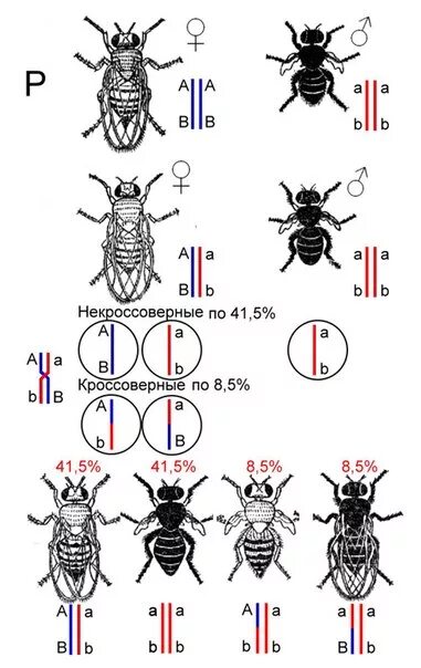 Теория сцепленного наследования т Моргана. Сцепленное наследование генов дрозофилы. Сцепленное наследование Морган дрозофила. Сцепленное наследование генов схема. Теория сцепленного наследования