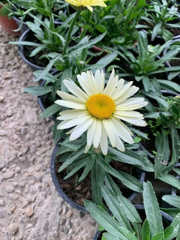 анапский питомник