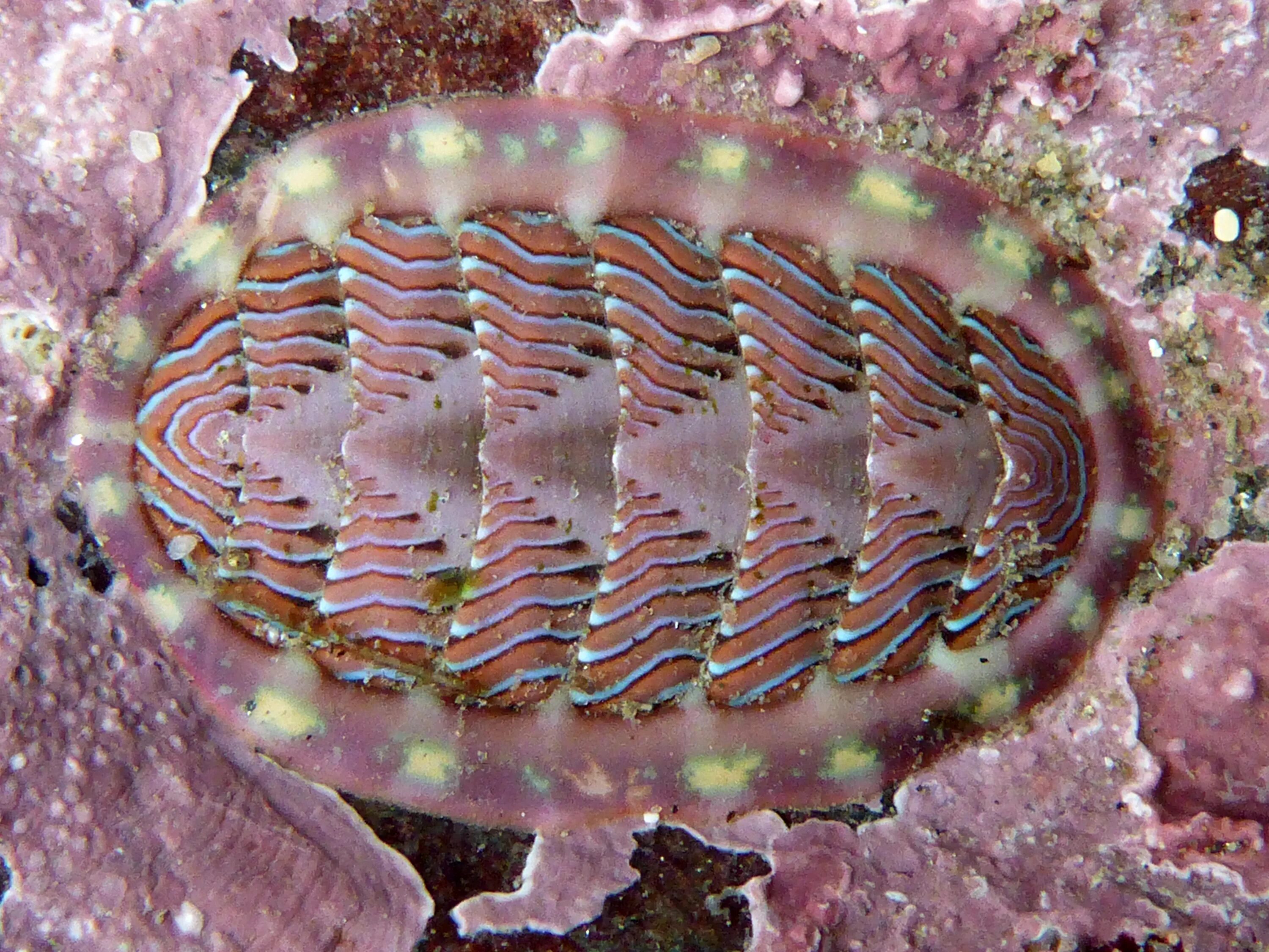 Chiton