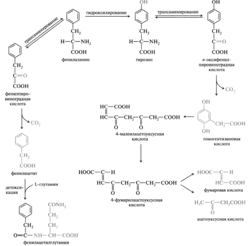 Гликогенные и кетогенные аминокислоты. Трансаминирование биохимия тирозин. Фенилаланин тирозин схема. Превращение фенилаланина и тирозина в фумарат. Реакция трансаминирования тирозина.