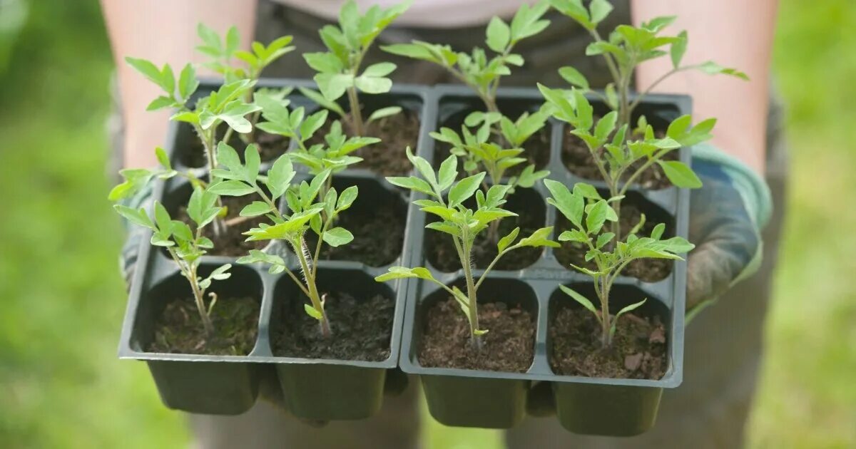 пикировка помидор в марте. что такое пикировка рассады помидоров. первая пикировка томатов. пикирование рассады что это. пикирование рассады помидор.