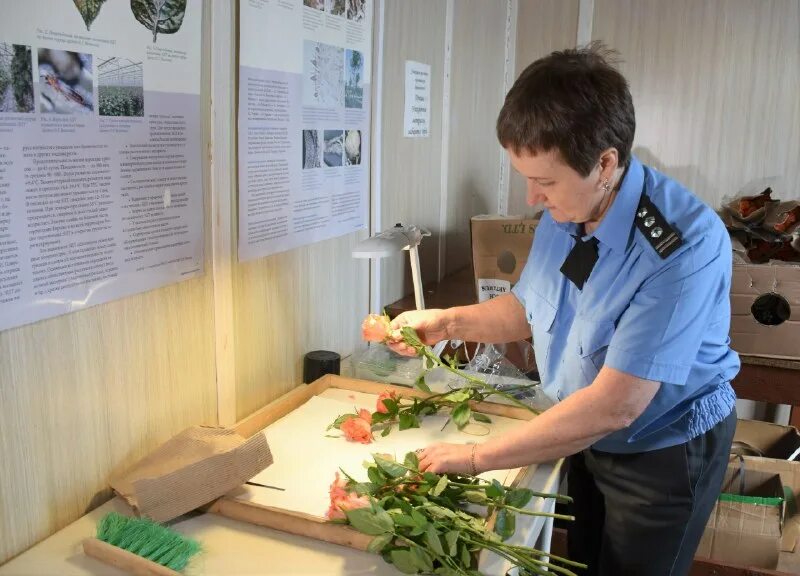 приморское межрегиональное управление россельхознадзора. северноморскоммежрегиональном управлении россельхознадзора. центральная оперативная таможня герб. приморское межрегиональное управление россельхознадзора. приморское межрегиональное управления россельхознадзора видео.