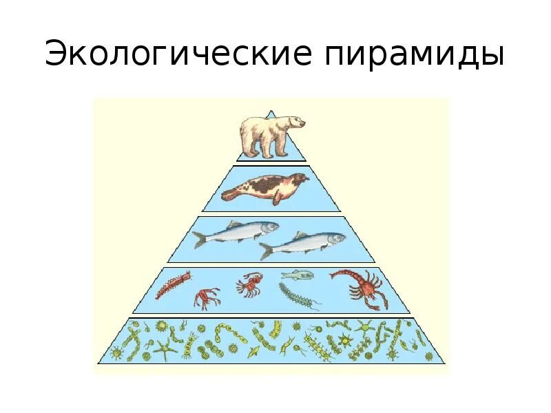 Пирамида биомассы смешанного леса. Экологическая пирамида тайги. Экологическая пирамида численности. Экологические пирамиды численности и биомассы. Экологическая пирамида рисунок