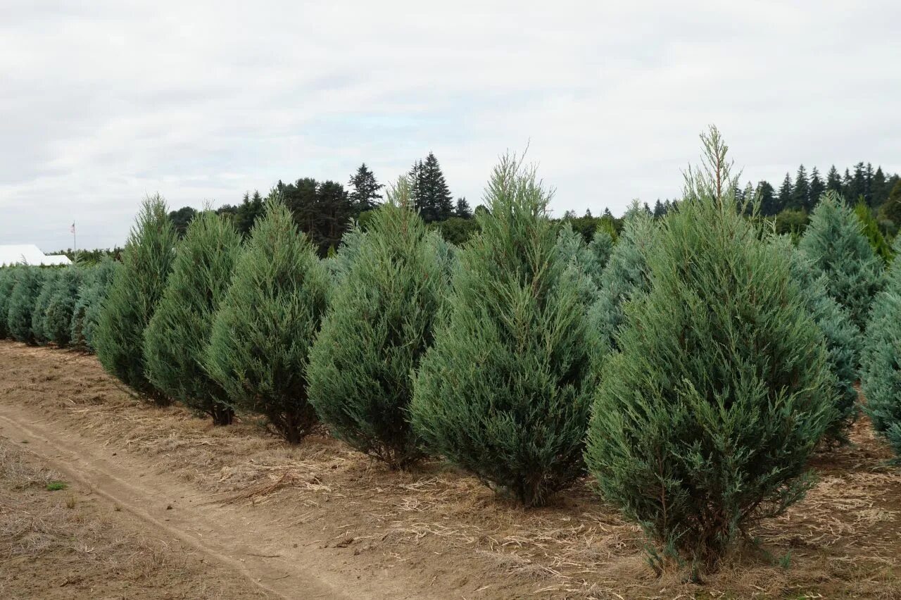 можжевельник виргинский скайрокет. можжевельник скальный фишт. можжевельник фишт и блю эрроу.