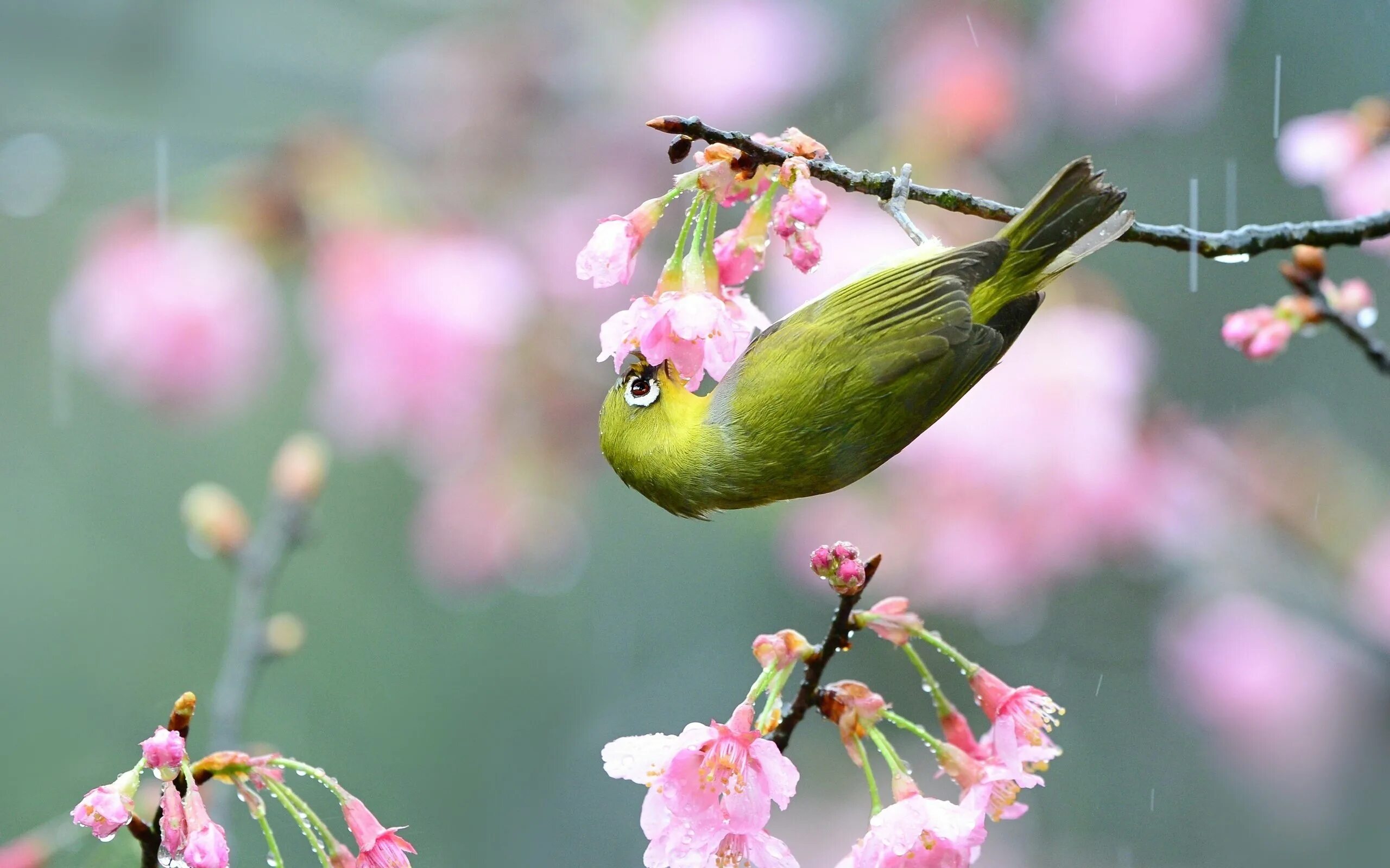 Весенние птицы. Красивые птички на цветущей ветке. Весенние красивые птицы