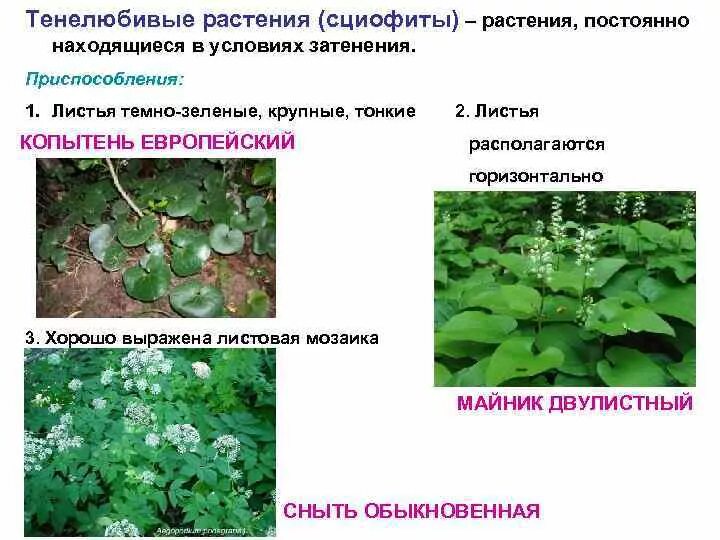 Примеры светолюбивых тенелюбивых и теневыносливых растений. Светолюбивые и тенелюбивые растения. Светолюбивые и тенелюбивые. Светолюбивые и тенелюбивые растения. Тенелюбивые светолюбивые комнатные растения.