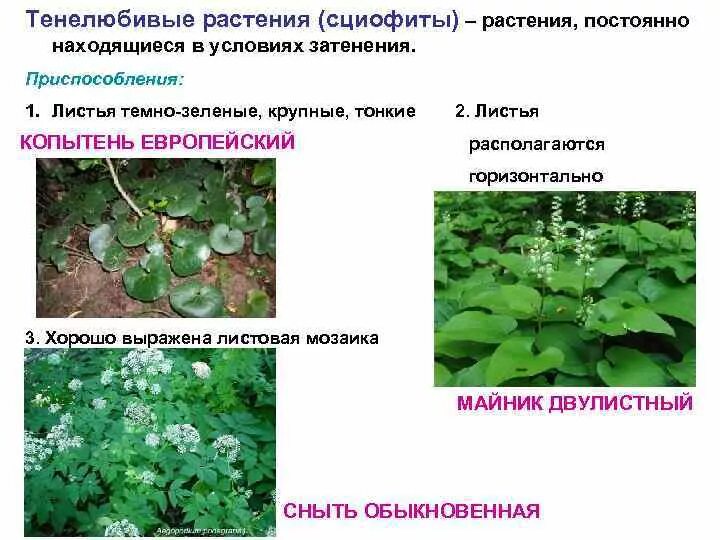 Тенелюбивые растения сциофиты. Приспособления тенелюбивых растений. Сциофиты строение листа. Копытень гелиофит. Экологическая группа тенелюбивых растений