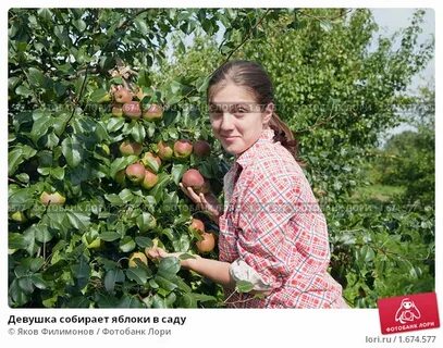 С одной яблони собрали