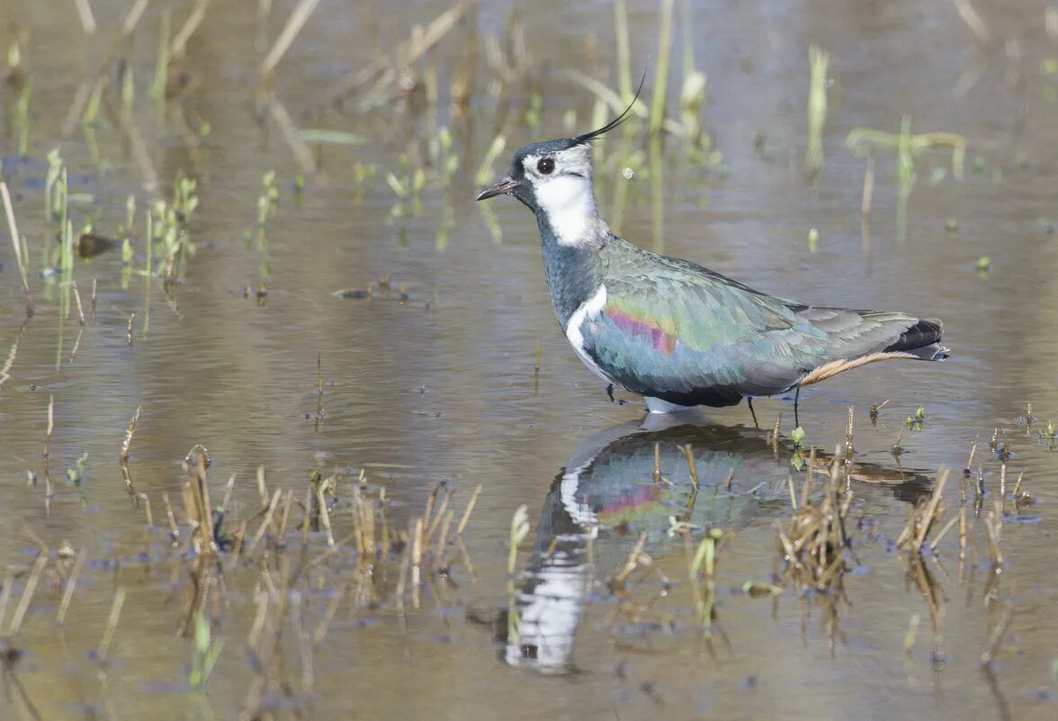 чибис дзержинск