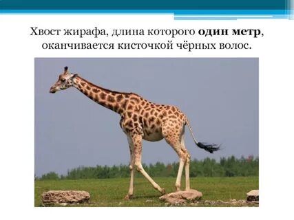 Длина которая больше 1 метра