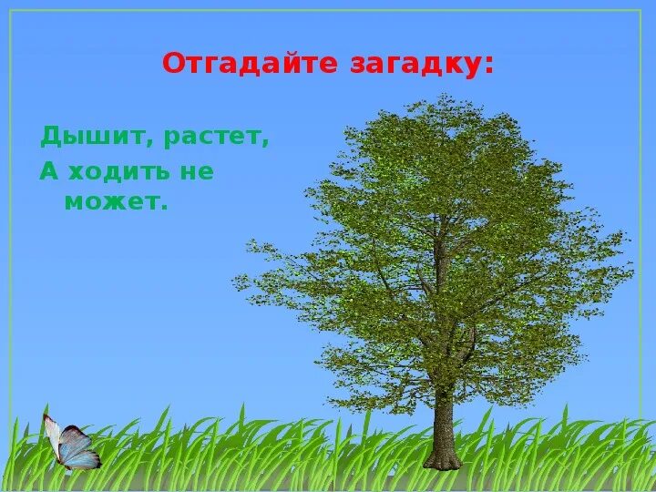 Загадки про растения. Загадка дышит растет а ходить не может. Литературное чтение загадки про растения. Загадки о растениях России. Загадка про траву