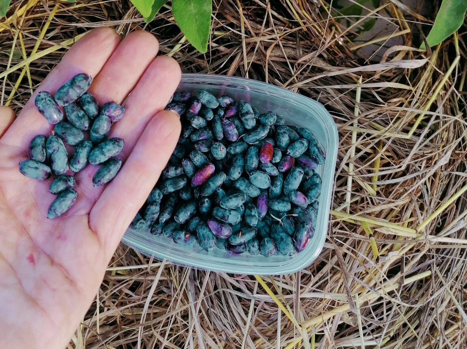 Саженцы Жимолость съедобная Нижегородская Ранняя ( 3 года , С5 , 40-60 см ) ку