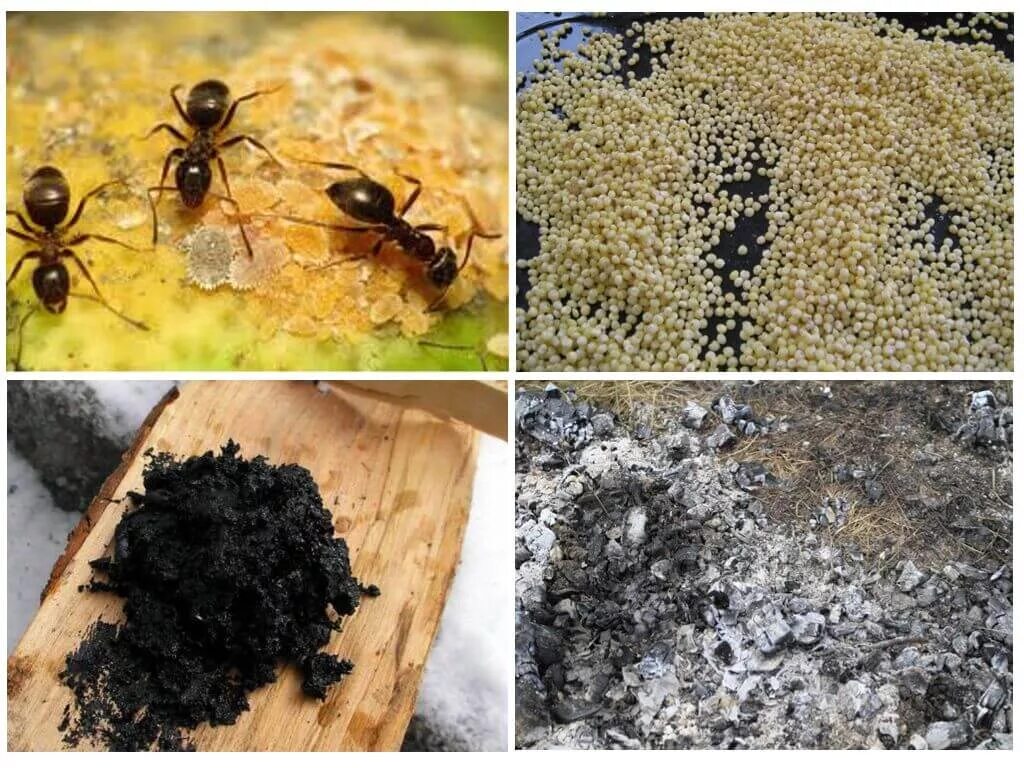 Садовые муравьи народные средства