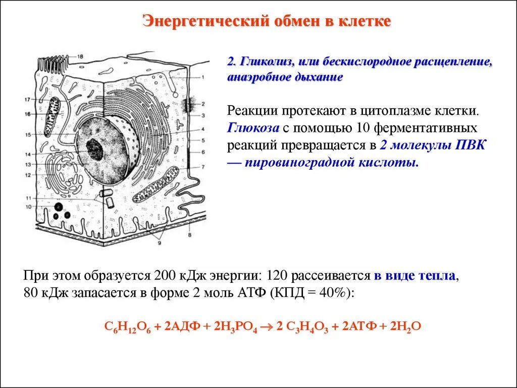 Основной процесс клеточного обмена. Энергетическойобмен в клеьке. Энергетический обмен схема.