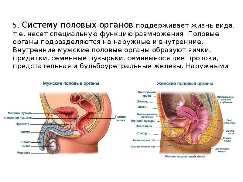 Органы составляющие мужскую половую систему