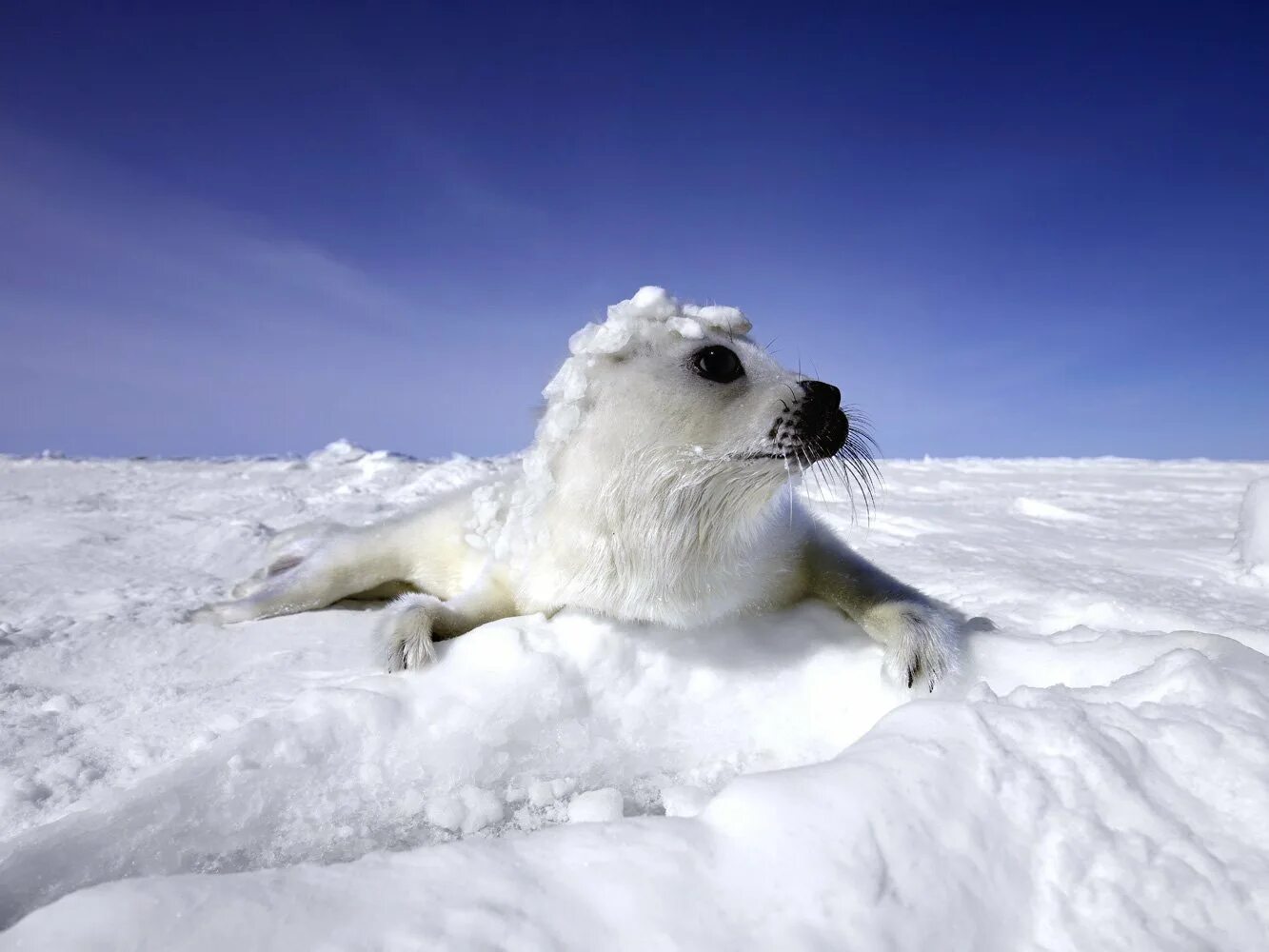 Ice animals. Белек тюлень. Антарктида животные тюлень Белек. Ластоногие Арктики. Нерпа в Арктике.