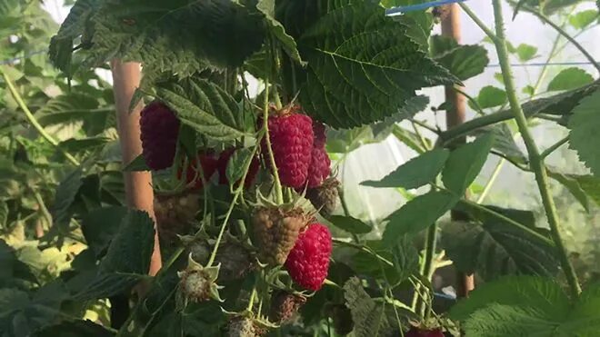 Малина галактика описание сорта. Малина дерево Галактика. Малина Галактика куст. Малина Галактика фото. Малиновое дерево Галактика фото.