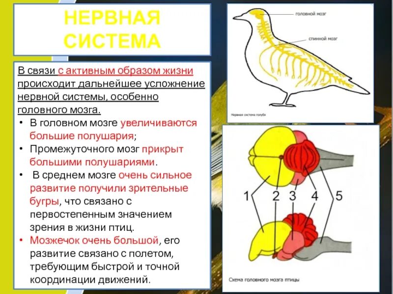 Усложнение нервной системы. Усложнение нервной системы у животных. Последовательность усложнения нервной системы животных:. Этапы усложнения нервной системы.