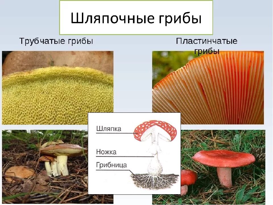 Различия пластинчатых и трубчатых грибов таблица. Шляпочные грибы трубчатые и пластинчатые. Шляпочные грибы группы трубчатые. Трубчатые и пластинчатые грибы 5 класс биология. Шляпочные грибы строение трубчатые и пластинчатые.