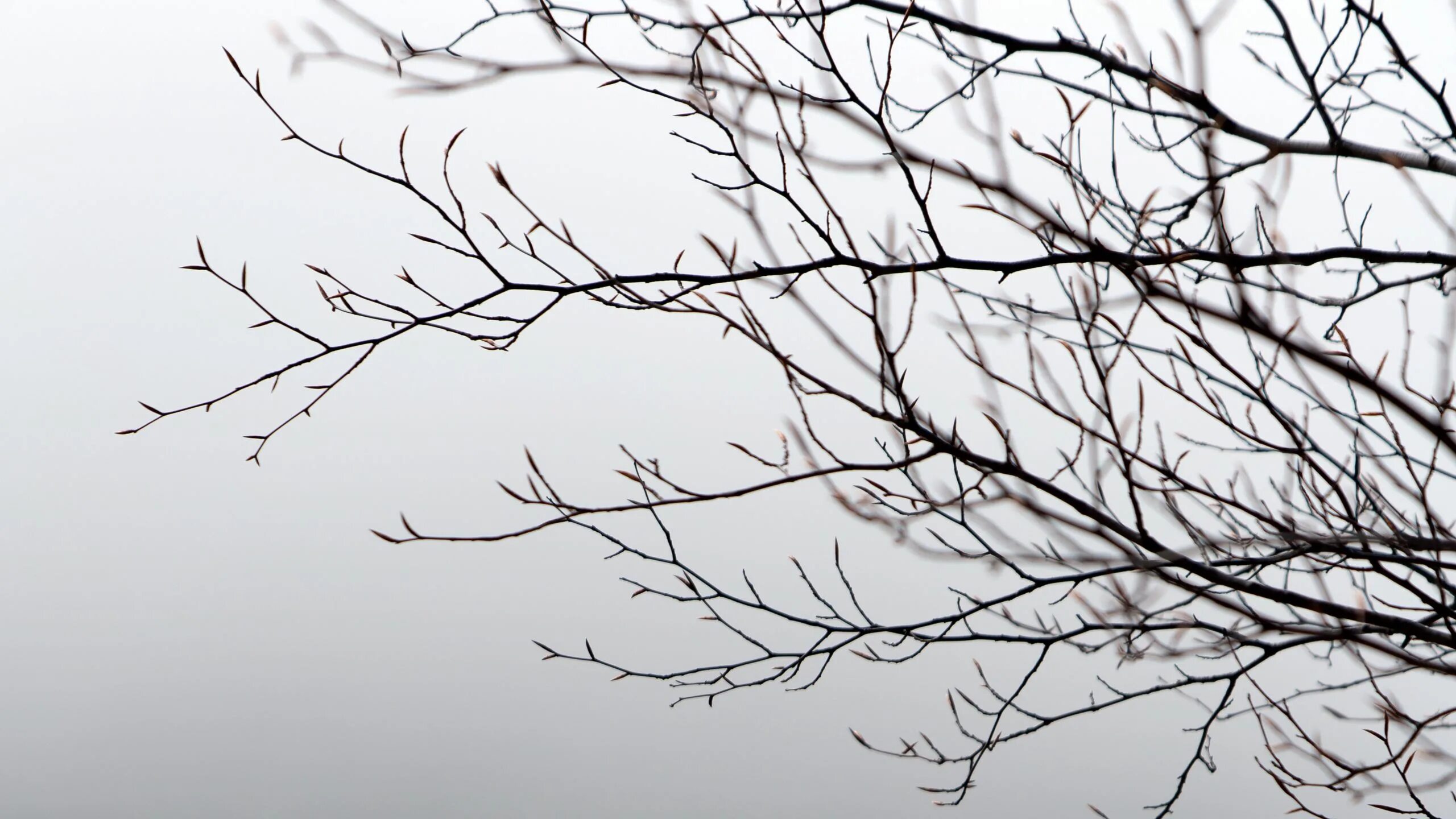 Ветвь туманного дерева. Мрачные ветки. Ветки в тумане. Тень ветки. Ветка дерева на сером фоне.