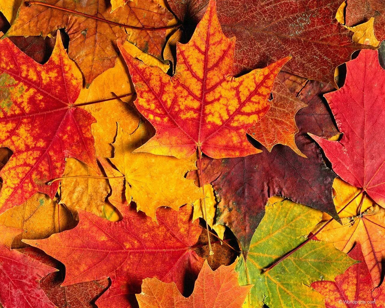 Осенние листья. Осенний фон. Пестрая осень. Осень листья пестрые.