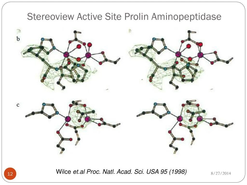 Action site. Proline aminopeptidase. Лейцинаминопептидаза специфичность. Аланин аминопептидаза. Аминопептидаза КФ.