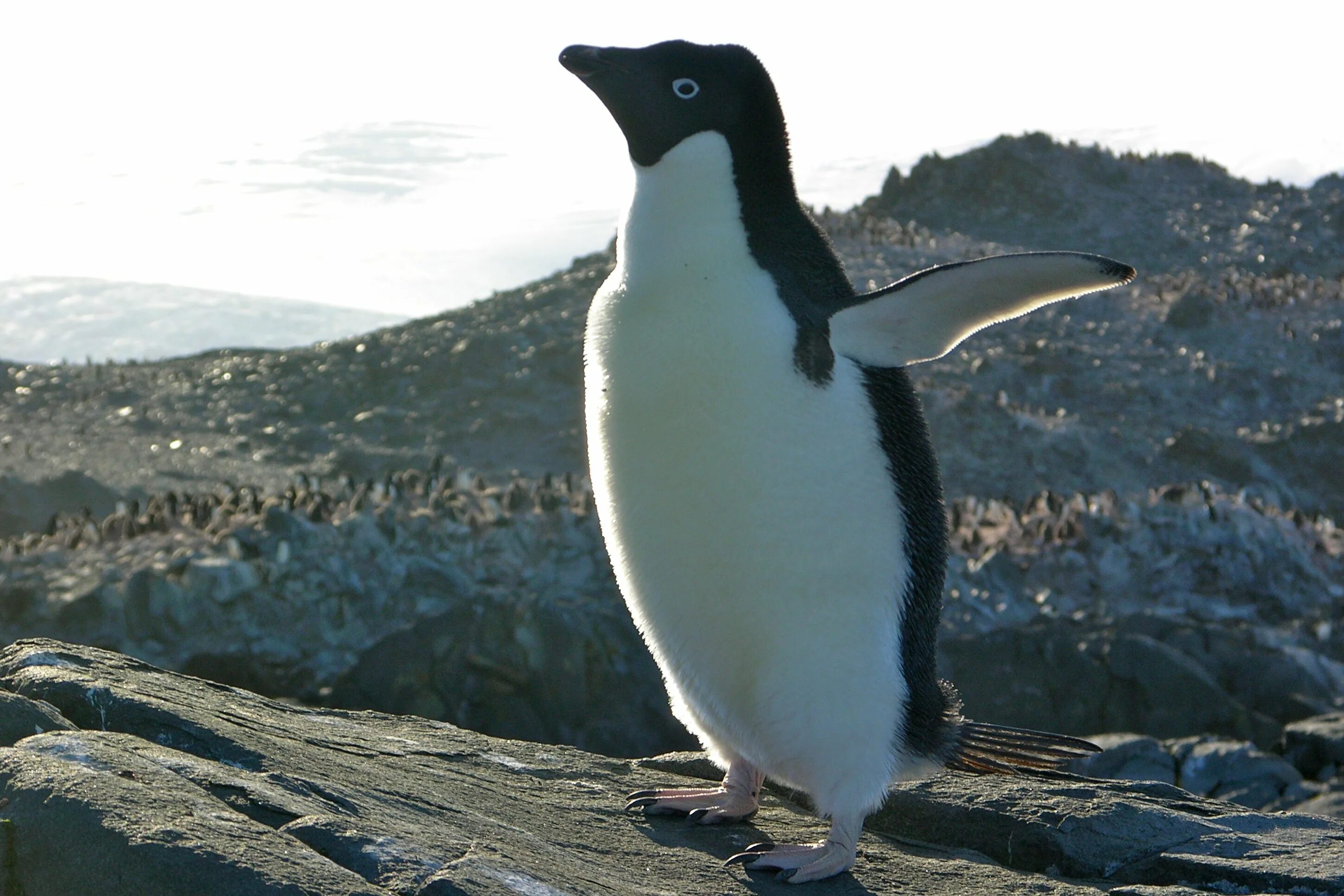Адели антарктида. Пингвины в антарктиде. Систематика пингвина адели. Антарктида пингвины адели. Антарктический пингвин адели.