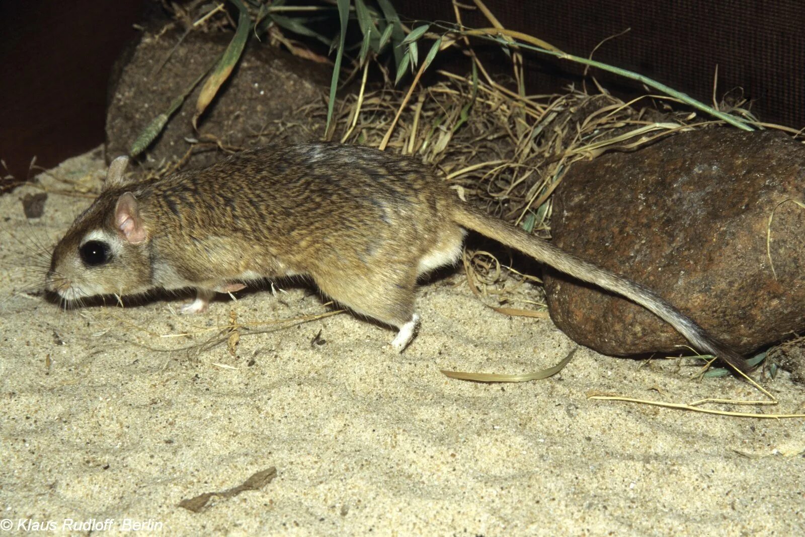 Костяные поля песчанка. Meriones tamariscinus. Тамарисковая Песчанка. Полуденная Песчанка (Meriones Meridianus). Гребенщиковая Песчанка.