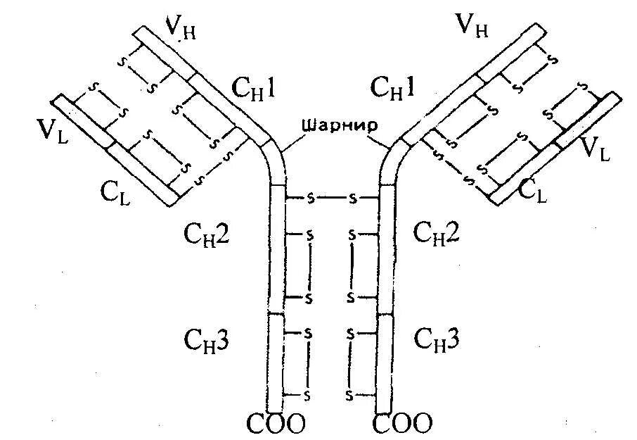 Структура иммуноглобулинов иммунология. Электрофорез иммуноглобулинов. Иммуноглобулины биохимия. Иммуноглобулины биохимия. Структура молекулы иммуноглобулина g.