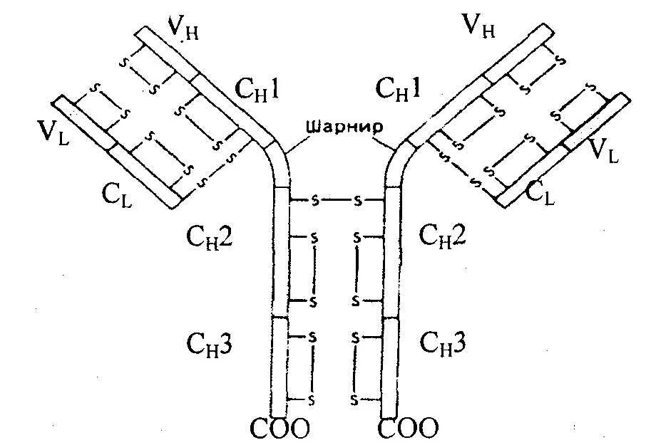 Комплекс иммуноглобулинов. Строение иммуноглобулинов биохимия. Строение иммуноглобулина g биохимия. Структура иммуноглобулина биохимия. Иммуноглобулин схема.