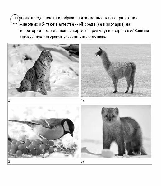 На следующей странице представлены фотографии соболя. ВПР животных. Какие из этих животных обитают. Животные для ВПР 4 класс. ВПР окружающий мир.