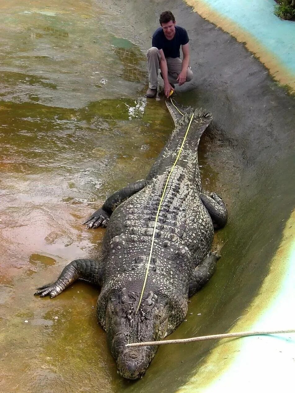 10 самых больших животных. Гигантский гребнистый крокодил. Гребнистый крокодил самый большой. Крокодил Лолонг. Лолонг самый большой крокодил.