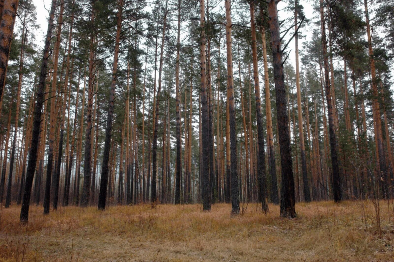 Леса число. Леса башкирии. земли лесного фонда. уфа лес. лесная территория.