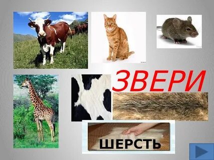 Шерсть окружающий мир 1 класс