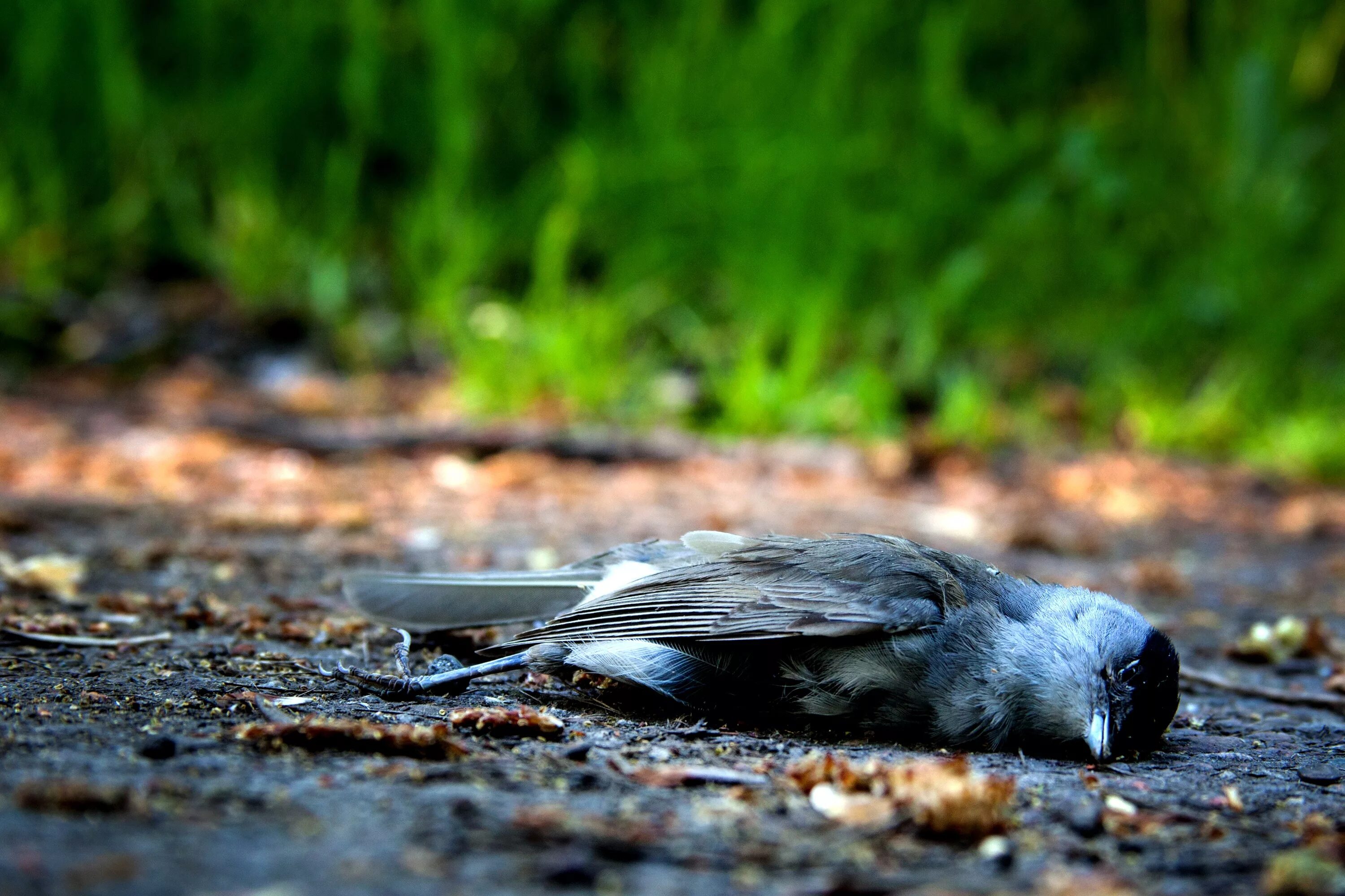 Птица лежит. Природа гибнет.