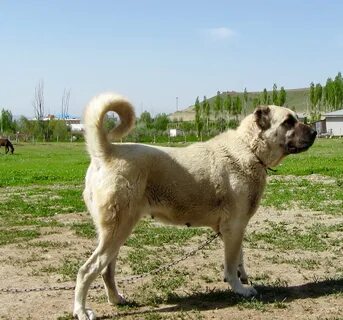 Турецком кангале