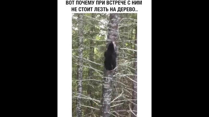 Историю почему маша живет 1 в лесу
