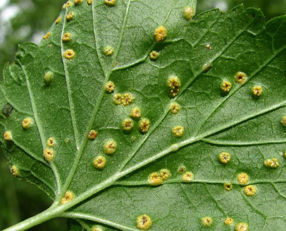 Plant disease. Бокальчатая ржавчина смородины. Столбчатая ржавчина смородины. Бокальчатая ржавчина на черной смородине. Бокальчатая ржавчина на смородине.