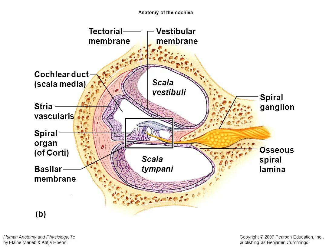 Cochlea анатомия. Cochlea вид сверху. Scala vestibuli анатомия. Septum cochlea латынь.