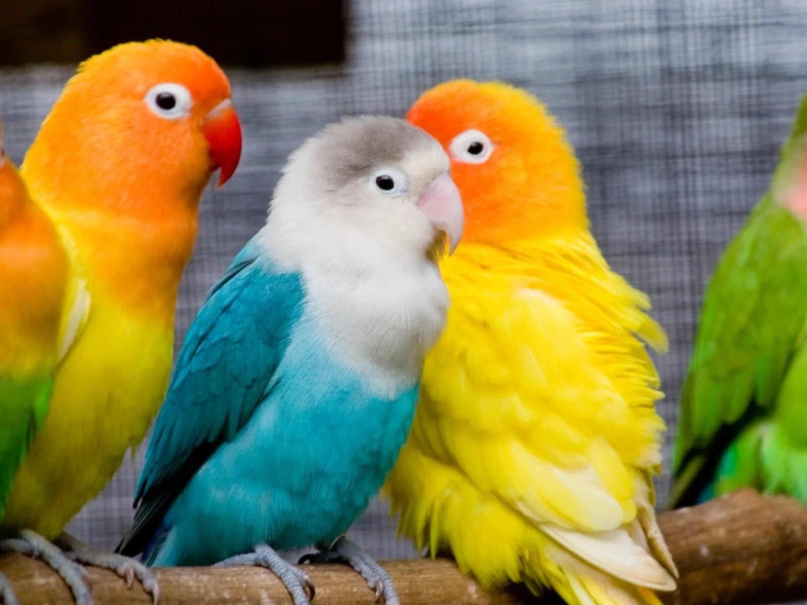 Попугай неразлучник желтый. Попугаи неразлучники персиковые. Неразлучники и волнистые попугаи. Неразлучники попугаи голубые.