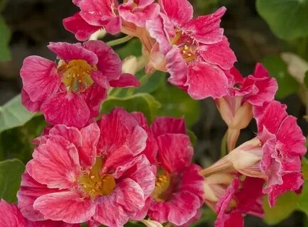 New flowering