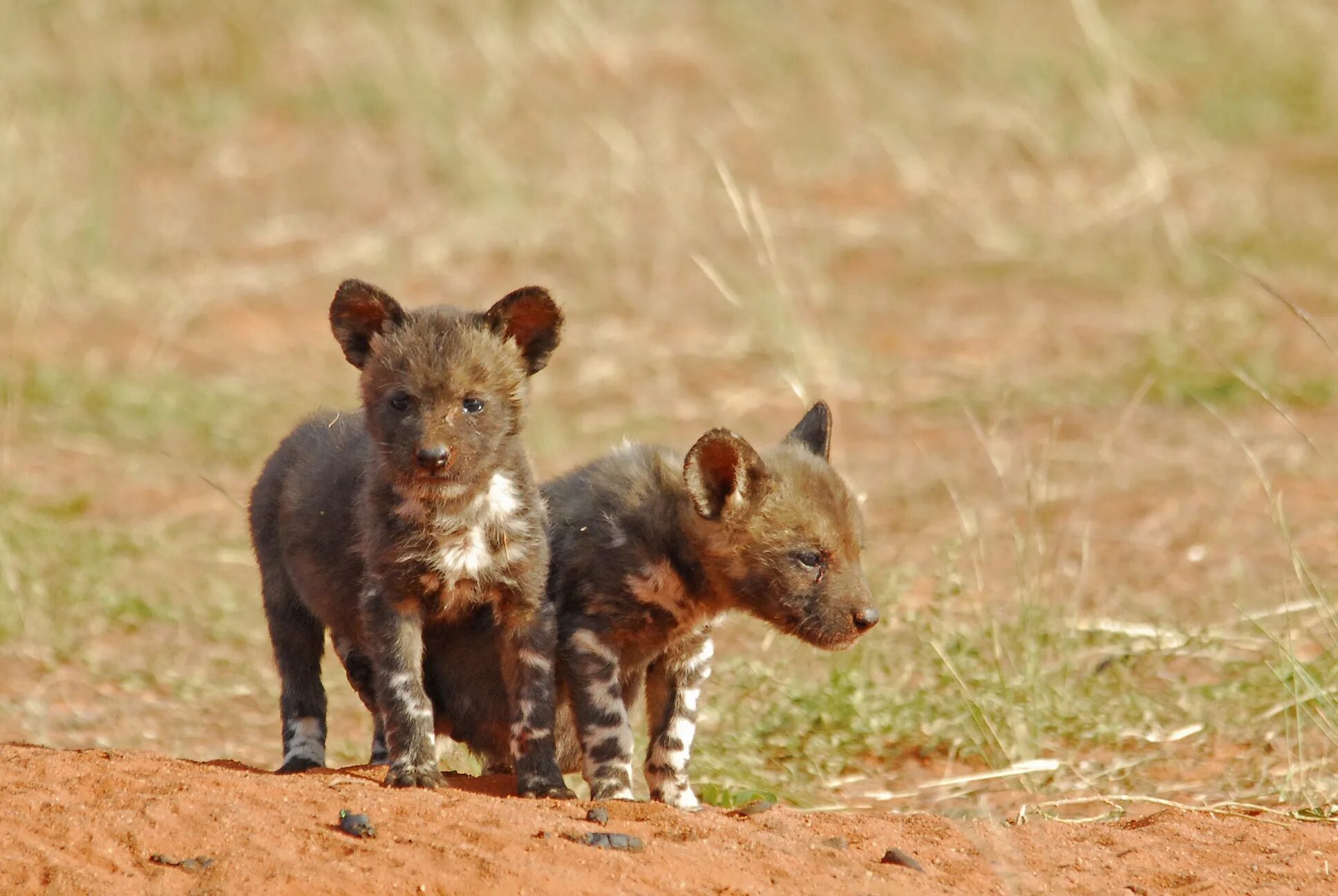 Dogs africa. Африканская гиеновая собака. Гиена видные собаки. Lycaon pictus pictus. Австралийская гиеновидная собака.