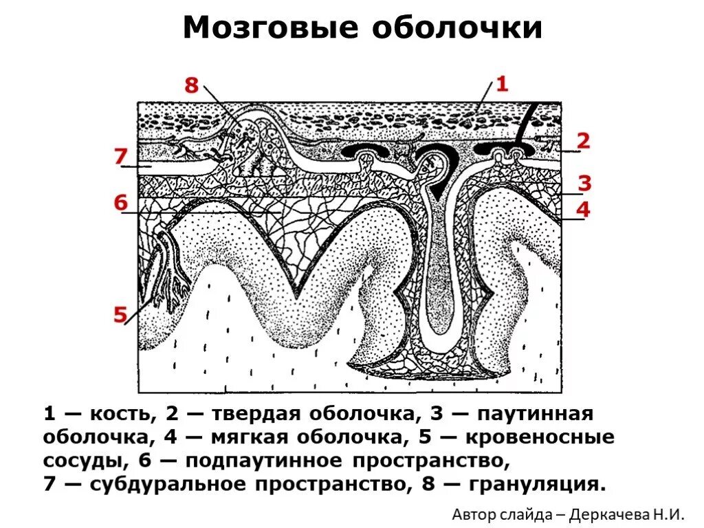 Головной мозг покрыт оболочками. Твердая мозговая оболочка головного мозга схема. Строение паутинной оболочки. Схему оболочtr ujkjdyjujмозга. Строение мозговых оболочек.