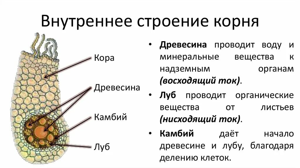 Внутреннее строение корня функции. Внутреннее строение корня поперечный срез. Анатомическое строение корня ЕГЭ. Строение верхушки корня растения.