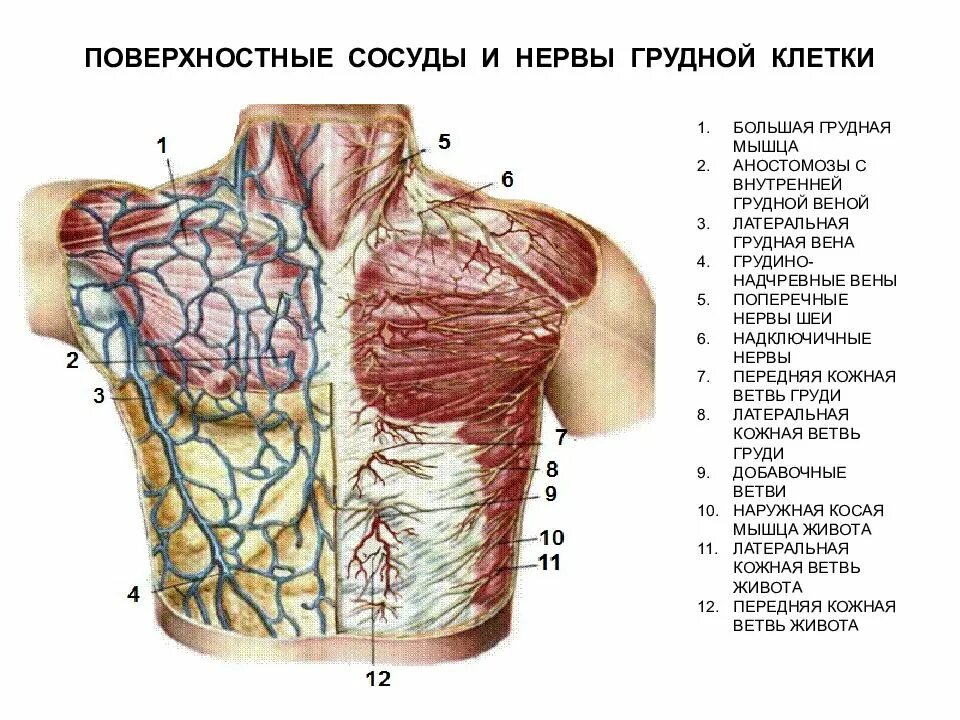 Поверхностные вены грудной клетки. Латеральная грудная Вена. Нервы грудной клетки. Нервы грудной клетки анатомия.