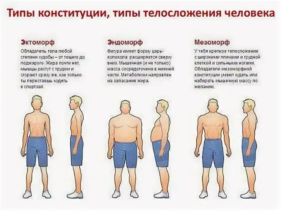Эктоморф мезоморф и эндоморф шелдон. Телосложение типы. Телосложение типы. Типы сложения эктоморф. Типы конституции телосложения человека.