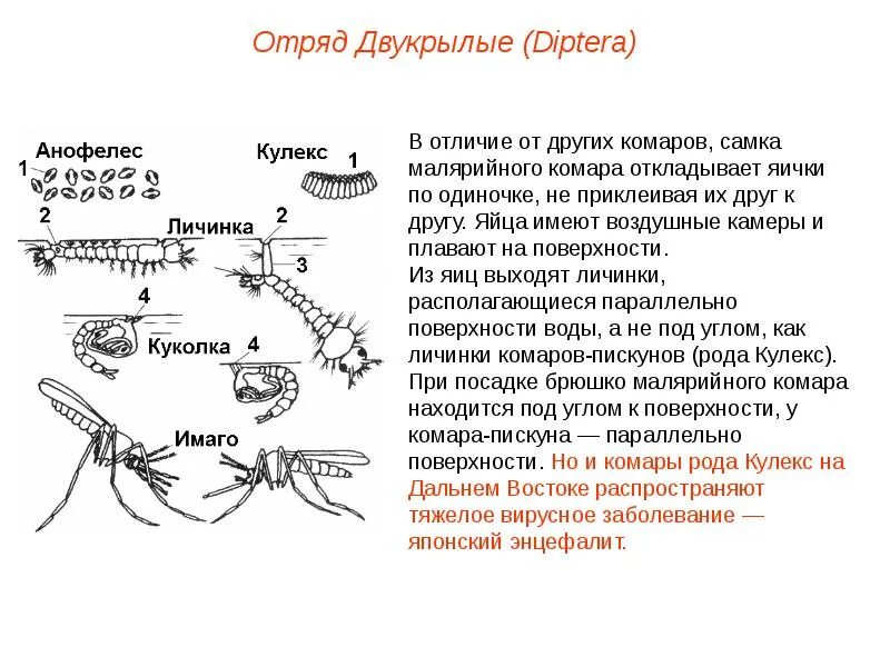 Жизненный цикл комаров рода Anopheles. Личинки комаров рода анофелес. Цикл развития комара анофелес. Имаго комаров рода Anopheles.